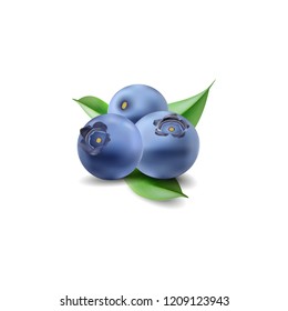 vector blueberries with leaves isolated on white background
