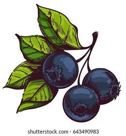 Vector Blueberries and leaves isolated on white background