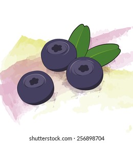 Vector blueberries on watercolor background