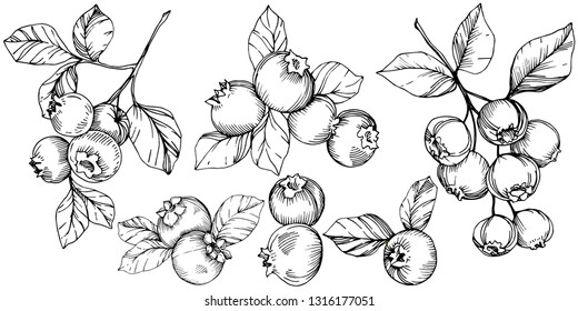 Vector Blueberry black and white engraved ink art. Berries and leaves. Leaf plant botanical garden floral foliage. Isolated blueberry illustration element.