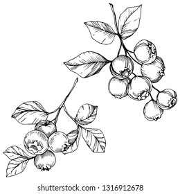 Vector Blueberry black and white engraved ink art. Berries and leaves. Leaf plant botanical garden floral foliage. Isolated blueberry illustration element.