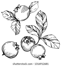 Vector Blueberry black and white engraved ink art. Berries and leaves. Leaf plant botanical garden floral foliage. Isolated blueberry illustration element.