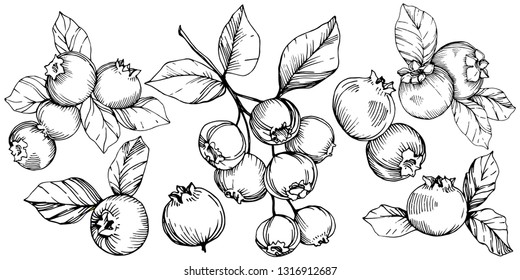 Vector Blueberry black and white engraved ink art. Berries and leaves. Leaf plant botanical garden floral foliage. Isolated blueberry illustration element.