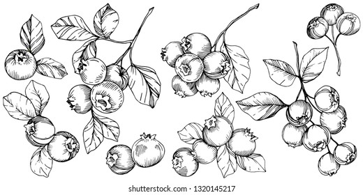 Vector Blueberry black and white engraved ink art. Berries and leaves. Leaf plant botanical garden floral foliage. Isolated blueberry illustration element.