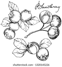 Vector Blueberry black and white engraved ink art. Berries and leaves. Leaf plant botanical garden floral foliage. Isolated blueberry illustration element.