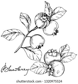 Vector Blueberry black and white engraved ink art. Berries and leaves. Leaf plant botanical garden floral foliage. Isolated blueberry illustration element.