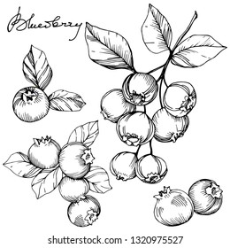 Vector Blueberry black and white engraved ink art. Berries and leaves. Leaf plant botanical garden floral foliage. Isolated blueberry illustration element.