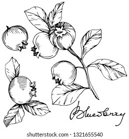 Vector Blueberry black and white engraved ink art. Berries and leaves. Leaf plant botanical garden floral foliage. Isolated blueberry illustration element.