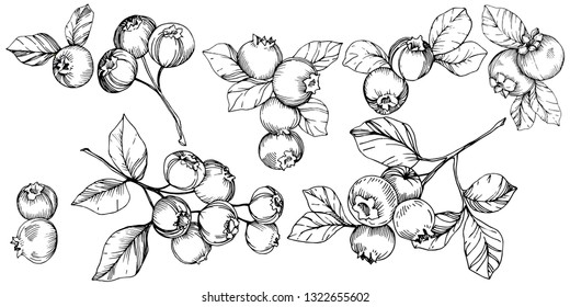 Vector Blueberry black and white engraved ink art. Berries and leaves. Leaf plant botanical garden floral foliage. Isolated blueberry illustration element.