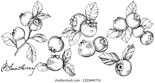 Vector Blueberry black and white engraved ink art. Berries and leaves. Leaf plant botanical garden floral foliage. Isolated blueberry illustration element.