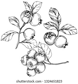 Vector Blueberry black and white engraved ink art. Berries and leaves. Leaf plant botanical garden floral foliage. Isolated blueberry illustration element.