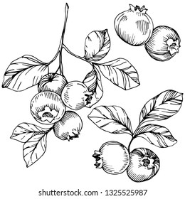 Vector Blueberry Schwarz-Weiß-Tintenkunst. Beeren und Blätter. Blattpflanze botanischer Garten Blumenblätterblättern. Einziger bläulicher Beerenbelag.