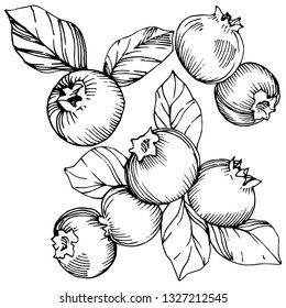 Vector Blueberry black and white engraved ink art. Berries and leaves. Leaf plant botanical garden floral foliage. Isolated blueberry illustration element.