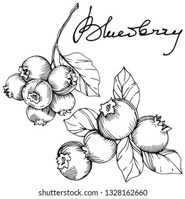 Vector Blueberry black and white engraved ink art. Berries and leaves. Leaf plant botanical garden floral foliage. Isolated blueberry illustration element.