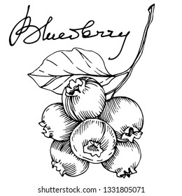 Vector Blueberry black and white engraved ink art. Berries and leaves. Leaf plant botanical garden floral foliage. Isolated blueberry illustration element.