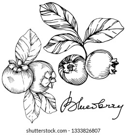 Vector Blueberry black and white engraved ink art. Berries and leaves. Leaf plant botanical garden floral foliage. Isolated blueberry illustration element.