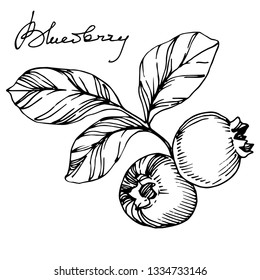 blueberries clipart black and white