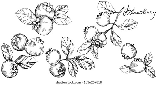 Vector Blueberry black and white engraved ink art. Berries and leaves. Leaf plant botanical garden floral foliage. Isolated blueberry illustration element.