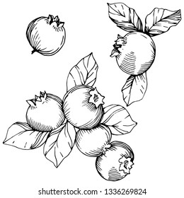 Vector Blueberry black and white engraved ink art. Berries and leaves. Leaf plant botanical garden floral foliage. Isolated blueberry illustration element.