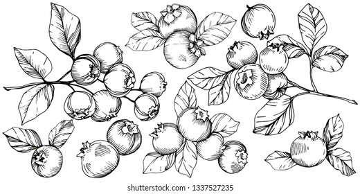 Vector Blueberry black and white engraved ink art. Berries and leaves. Leaf plant botanical garden floral foliage. Isolated blueberry illustration element.