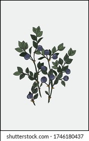 Vector blueberry branch. Blueberry stem with berries graphic illustration.