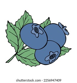 Vector blueberry clipart. Hand drawn berry icon. Fruit illustration. For print, web, design, decor, logo.