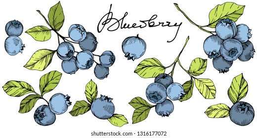 Vector Blueberry gree and blue engraved ink art. Berries and green leaves. Leaf plant botanical garden floral foliage. Isolated blueberry illustration element.