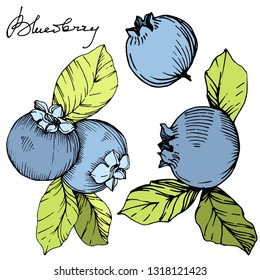 Vector Blueberry gree and blue engraved ink art. Berries and green leaves. Leaf plant botanical garden floral foliage. Isolated blueberry illustration element.