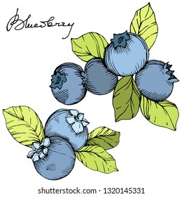 Vector Blueberry gree and blue engraved ink art. Berries and green leaves. Leaf plant botanical garden floral foliage. Isolated blueberry illustration element.