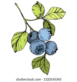 Vector Blueberry gree and blue engraved ink art. Berries and green leaves. Leaf plant botanical garden floral foliage. Isolated blueberry illustration element.