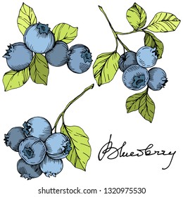 Vector Blueberry verde y arte con tinta azul grabada. Berries y hojas verdes. Planta de hojas de vegetación botánica follaje floral. Elemento de ilustración de arándano aislado.