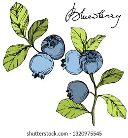 Vector Blueberry gree and blue engraved ink art. Berries and green leaves. Leaf plant botanical garden floral foliage. Isolated blueberry illustration element.