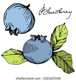 Vector Blueberry gree and blue engraved ink art. Berries and green leaves. Leaf plant botanical garden floral foliage. Isolated blueberry illustration element.