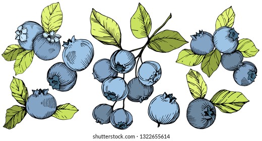 Vector Blueberry gree and blue engraved ink art. Berries and green leaves. Leaf plant botanical garden floral foliage. Isolated blueberry illustration element.