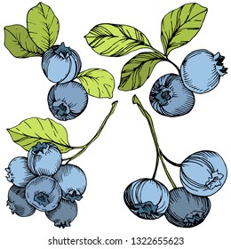 Vector Blueberry gree and blue engraved ink art. Berries and green leaves. Leaf plant botanical garden floral foliage. Isolated blueberry illustration element.