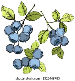 Vector Blueberry gree and blue engraved ink art. Berries and green leaves. Leaf plant botanical garden floral foliage. Isolated blueberry illustration element.