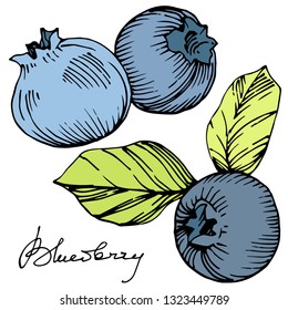 Vektor Blueberry Gree und blau gravierte Tintenkunst. Beeren und grüne Blätter. Blattpflanze botanischer Garten Blumenblätterblättern. Einziger bläulicher Beerenbelag.