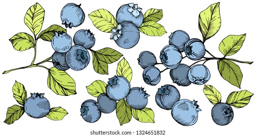 Vector Blueberry gree and blue engraved ink art. Berries and green leaves. Leaf plant botanical garden floral foliage. Isolated blueberry illustration element.