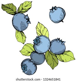 Vector Blueberry gree and blue engraved ink art. Berries and green leaves. Leaf plant botanical garden floral foliage. Isolated blueberry illustration element.