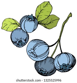 Vector Blueberry gree and blue engraved ink art. Berries and green leaves. Leaf plant botanical garden floral foliage. Isolated blueberry illustration element.
