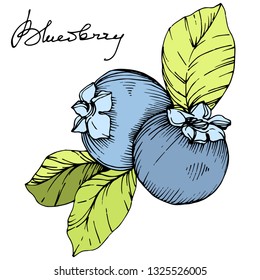 Vector Blueberry gree and blue engraved ink art. Berries and green leaves. Leaf plant botanical garden floral foliage. Isolated blueberry illustration element.
