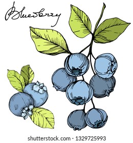 Vector Blueberry gree and blue engraved ink art. Berries and green leaves. Leaf plant botanical garden floral foliage. Isolated blueberry illustration element.