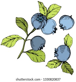 Vector Blueberry gree and blue engraved ink art. Berries and green leaves. Leaf plant botanical garden floral foliage. Isolated blueberry illustration element.