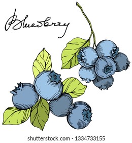 Vector Blueberry gree and blue engraved ink art. Berries and green leaves. Leaf plant botanical garden floral foliage. Isolated blueberry illustration element.