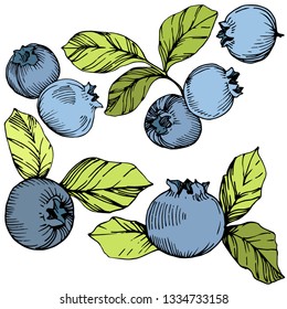 Vector Blueberry gree and blue engraved ink art. Berries and green leaves. Leaf plant botanical garden floral foliage. Isolated blueberry illustration element.