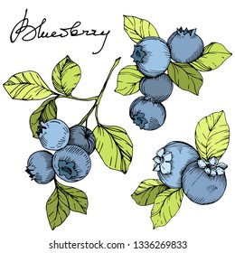 Vector Blueberry gree and blue engraved ink art. Berries and green leaves. Leaf plant botanical garden floral foliage. Isolated blueberry illustration element.