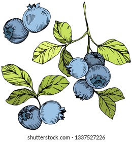 Vector Blueberry gree and blue engraved ink art. Berries and green leaves. Leaf plant botanical garden floral foliage. Isolated blueberry illustration element.