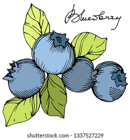 Vector Blueberry gree and blue engraved ink art. Berries and green leaves. Leaf plant botanical garden floral foliage. Isolated blueberry illustration element.