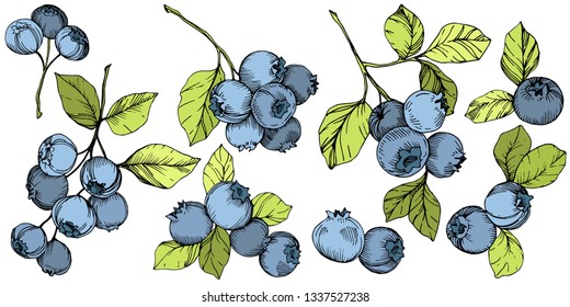 Vector Blueberry gree and blue engraved ink art. Berries and green leaves. Leaf plant botanical garden floral foliage. Isolated blueberry illustration element.