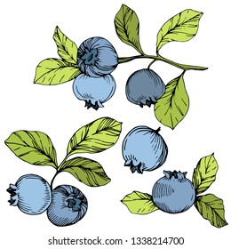 Vector Blueberry gree and blue engraved ink art. Berries and green leaves. Leaf plant botanical garden floral foliage. Isolated blueberry illustration element.